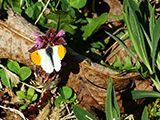pillang